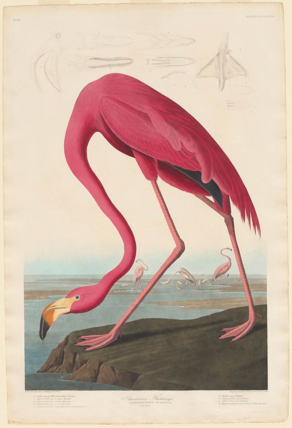 American Flamingo by John James Audubon